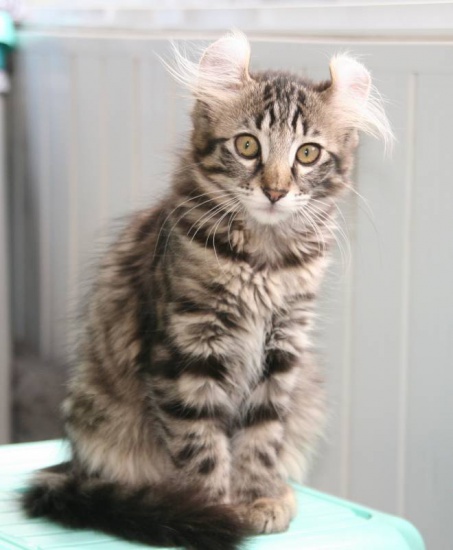 Kittens american curl with pedigree