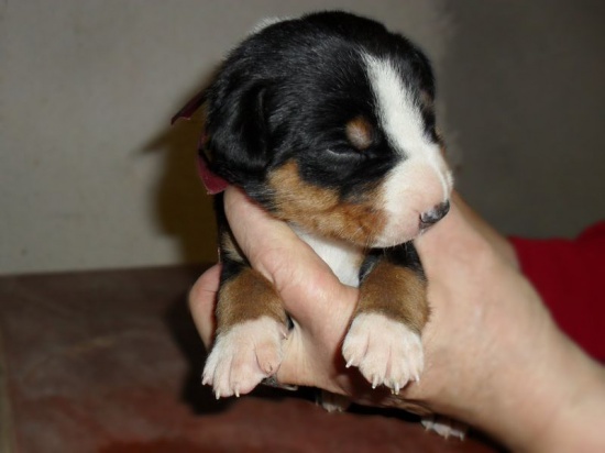 Appenzeller Sennenhund with pedigree