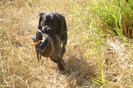 Labrador retriever for mating