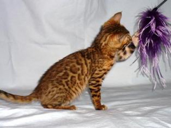 Bengal kittens with pedigree for sale