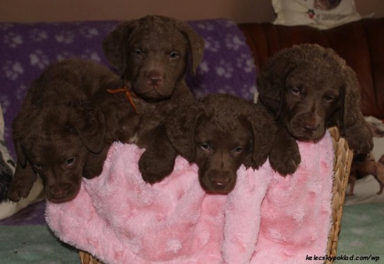 Chesapeake bay retriever with pedigree (similar to the labrador)