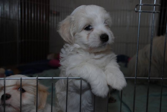 Coton de Tuléar z rodowodem