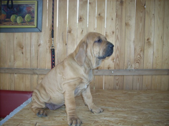 Fila Brasileiro szczenięta z rodowodem FCI