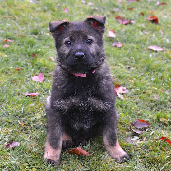 German Shepherd puppies with excellent pedigree