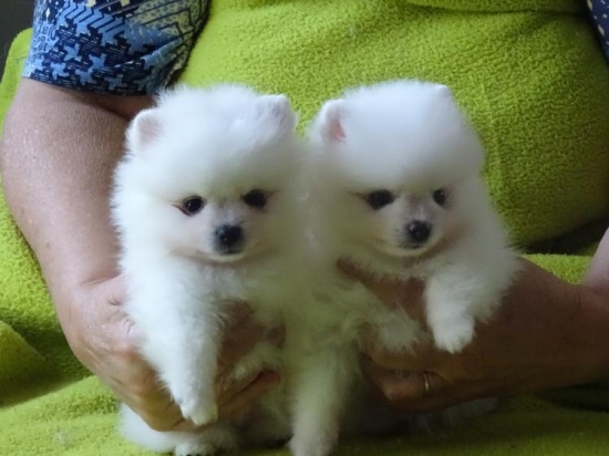 German spitz white color, size dwarf, small and medium
