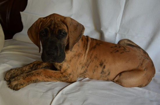 Brindle puppies Great Dane with pedigree 
