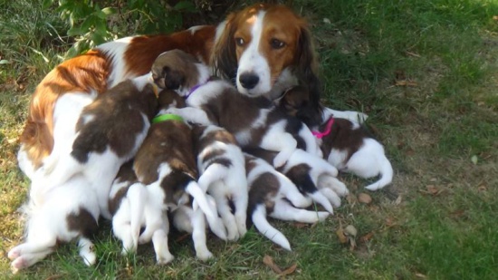 Kooikerhondje