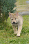  Czechoslovakian Wolfdog - puppies "B" litter