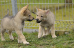  Czechoslovakian Wolfdog - puppies "B" litter 