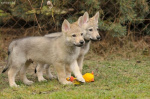  Czechoslovakian Wolfdog - puppies "B" litter z Jevanskeho l