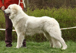  Pyrenean mountain dog – puppies