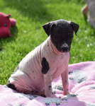 Amerykański bezwłosy terier