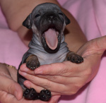 Amerykański bezwłosy terier