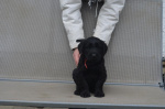 Black Giant Schnauzer Puppies