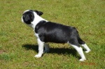 Boston Terrier na sprzedaż