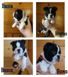 Boston terrier puppies