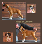 Boxer – szczenięta