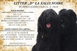 Briard puppies FCI