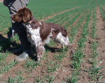 Brittany spaniel- szczeniak z rodowodem