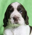 English Springer Spaniel puppies with pedigree
