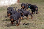 FCI pedigree puppies – gordonsetter