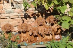 Hungarian Vizsla shorthaired puppies FCI