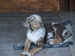 Louisiana leopard dog with pedigreee