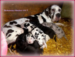 Niemiecki dog- plamiaste i czarne szczenięta