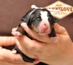 Pies górski z Appenzell – Appenzeller