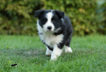 Szczeniaki border collie z rodowódem
