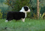 Szczeniaki border collie z rodowódem