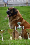 Szczenięta Leonberger