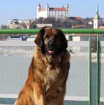 Szczenięta Leonberger