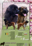 Szczenięta Leonberger