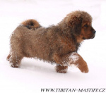 Tibetan Mastiff FCI puppies red