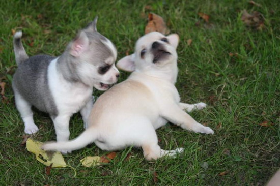 Chihuahua z rodowodem zdrowe i malutkie