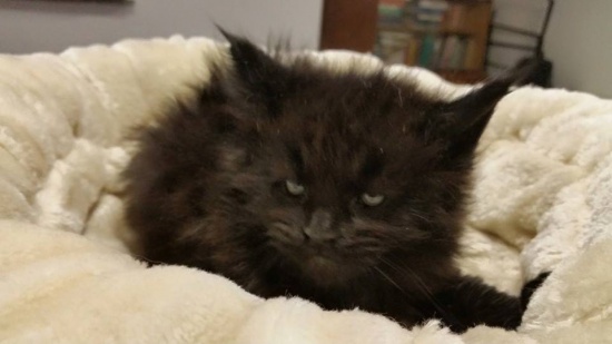 maine coon