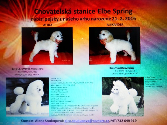 Miniature Poodle white – 2 males, puppies