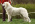 Pyrenean mountain dog – puppies
