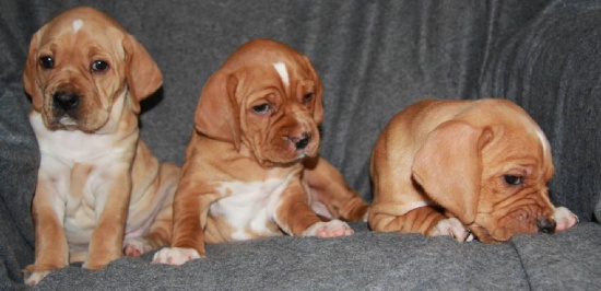 Portuguese Pointer