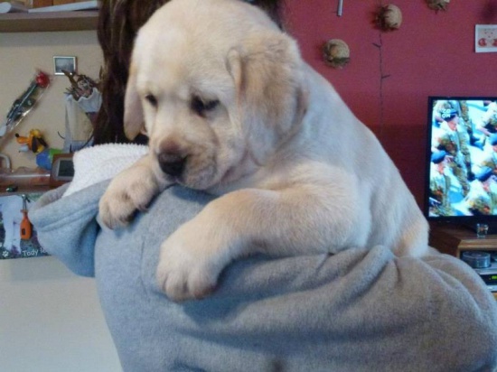 Labrador Retriever