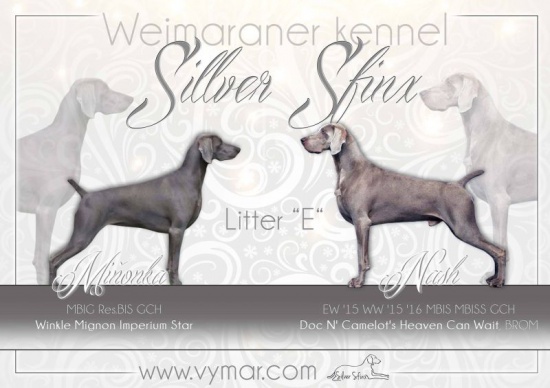 The Weimaraner Puppies