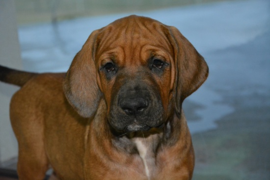 Tosa Inu with pedigree – amazing female for TAKING NOW