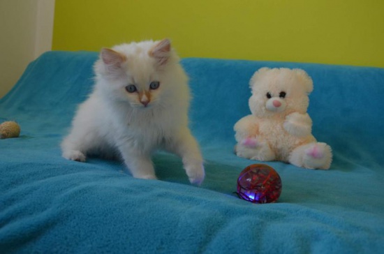 Unique Ragdoll kitty FIFE registered